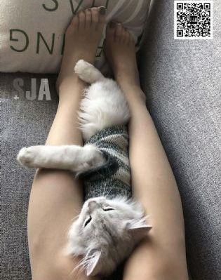 绝代商骄 电视剧